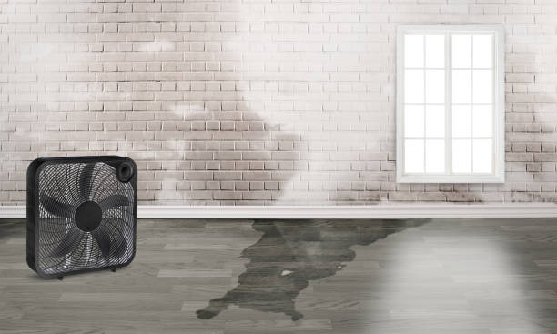 Best Local water damage restoration  in Belle, MO
