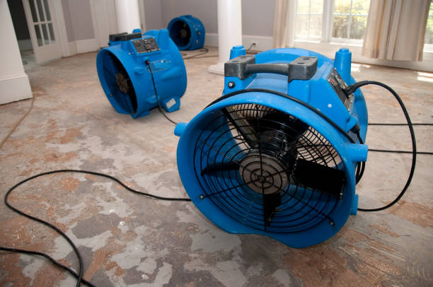 Best Water damage contractors near me  in Belle, MO
