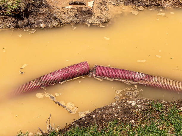 Best Carpet water damage restoration  in Belle, MO